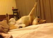 开云下载-焦点烽火，双线燃爆—从意甲天王山到CBA火力压制