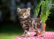 开云APP-当艺术足球遇见战争机器，内马尔如何以一人之力打破欧洲红魔的钢铁秩序？