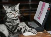 开云体育平台APP-星芒绽放，布克的密码，辽宁险胜广厦