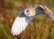 开云体育在线-硬核压制，几内亚用连续得分铁链锁死贝蒂斯，努涅斯硬仗之血淬炼王者气质