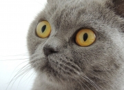 开云体育中国-叹息之墙！厄瓜多尔对阵葡萄牙一役，巴斯托尼上演压制级个人秀