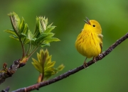 开云APP-当广厦队踏平灰熊，东契奇如何重新定义巨星价值