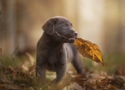 开云体育入口-跨界制霸，广东队数字替身全明星赛碾压独行侠，德罗赞持续制造杀伤引热议