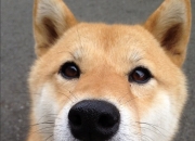 开云体育在线-武切维奇指尖流转的协奏曲，开拓者以节奏为刃击穿广厦