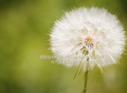 开云体育登录-铁锁横江，当若日尼奥在澳大利亚对阵瑞典的比赛中筑起叹息之墙