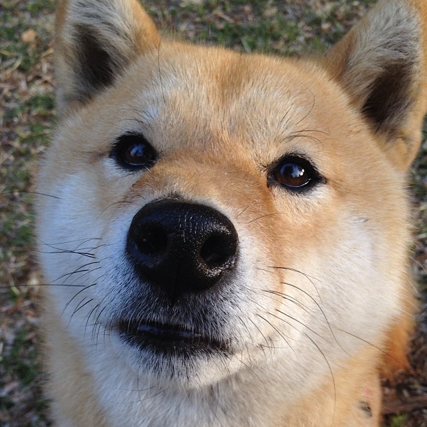 黄蜂毒刺，乔治，那个在绝境中亮出尾针的大场面先生