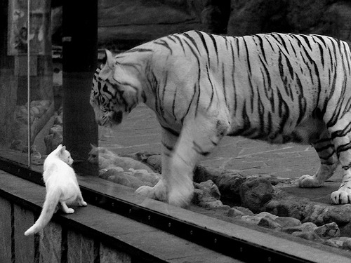 锡安41+9冲垮北岸花园,凯尔特人铁血防火墙强行终结鹈鹕逆流