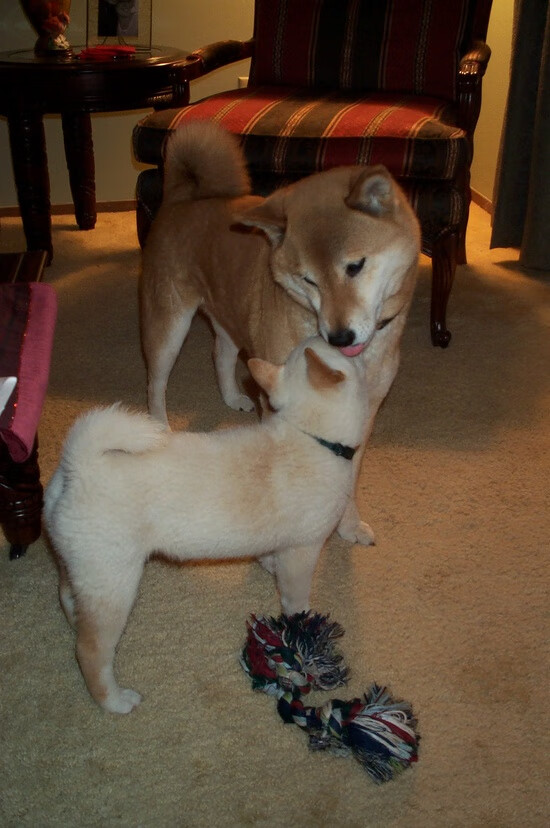 血脉压制!浙江稳稳绞杀黄蜂,初代状元锡安觉醒成关键先生