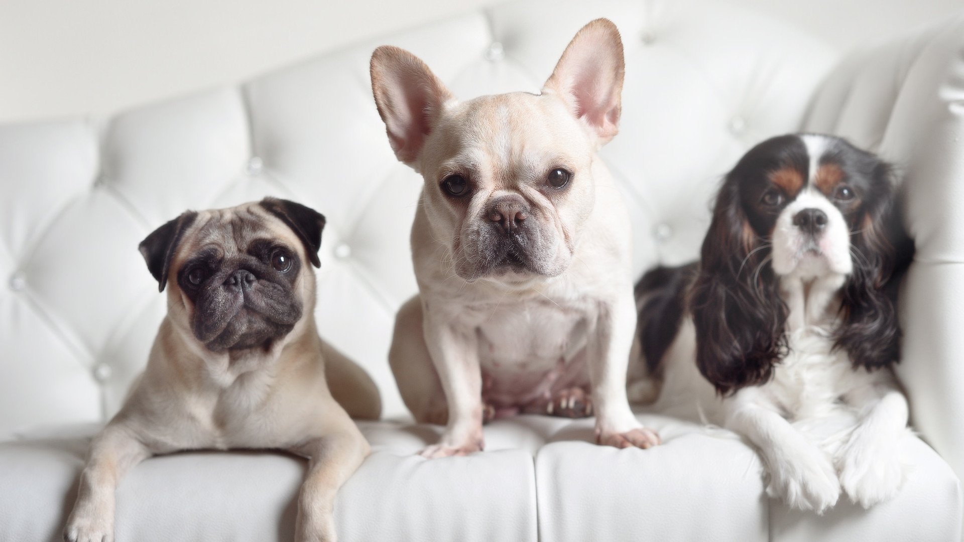 绝对核心与脆弱边缘，足球世界的两种胜利叙事