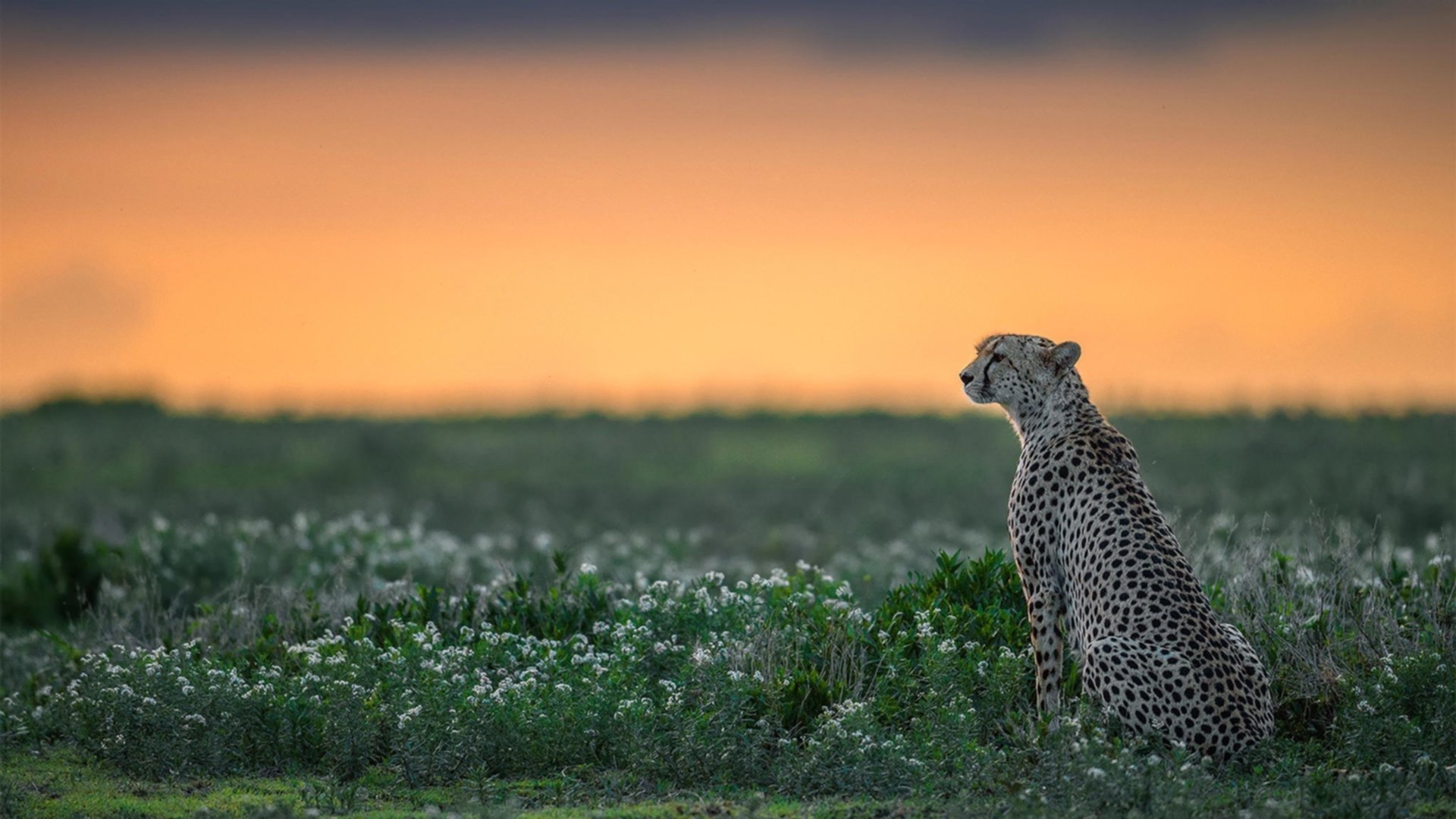 唯一性的足球时刻，爱尔兰终结切尔西，努涅斯接管国家德比