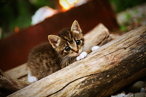 冷面刺客与喧嚣神殿,米切尔的总决赛之夜与沉默的审判