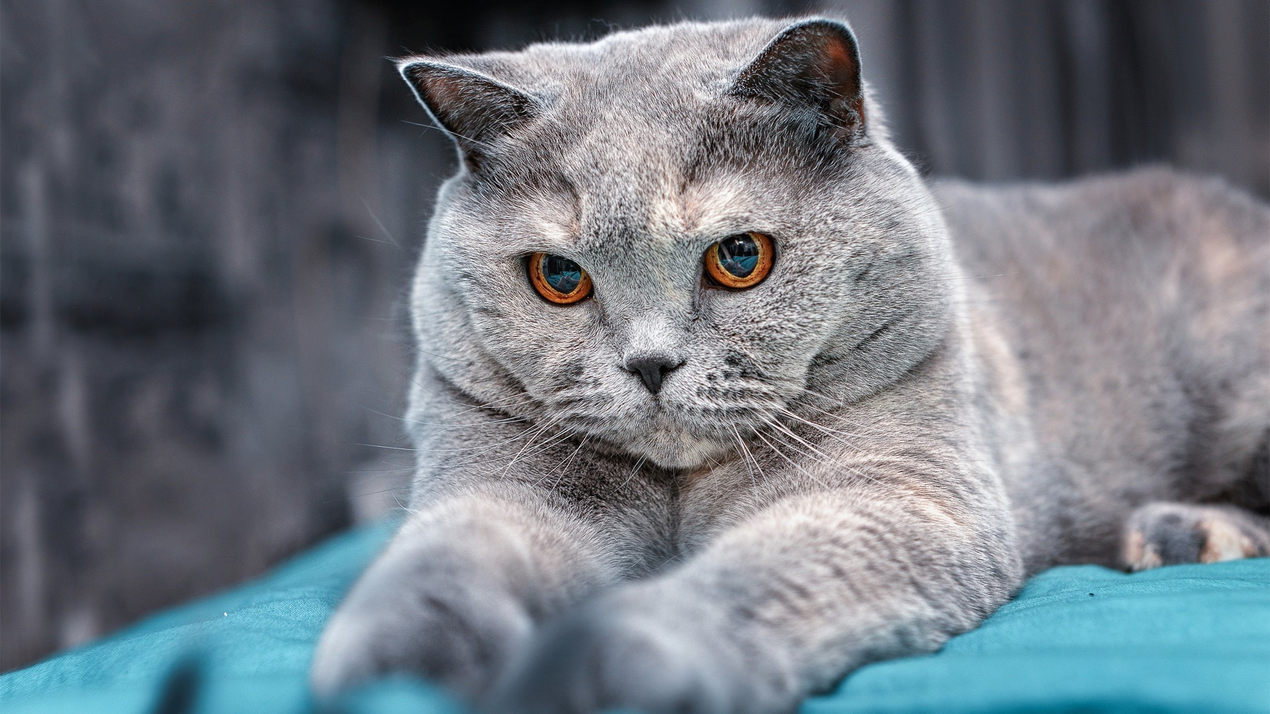 双面足球,从雷恩的铁壁到格纳布里的闪电