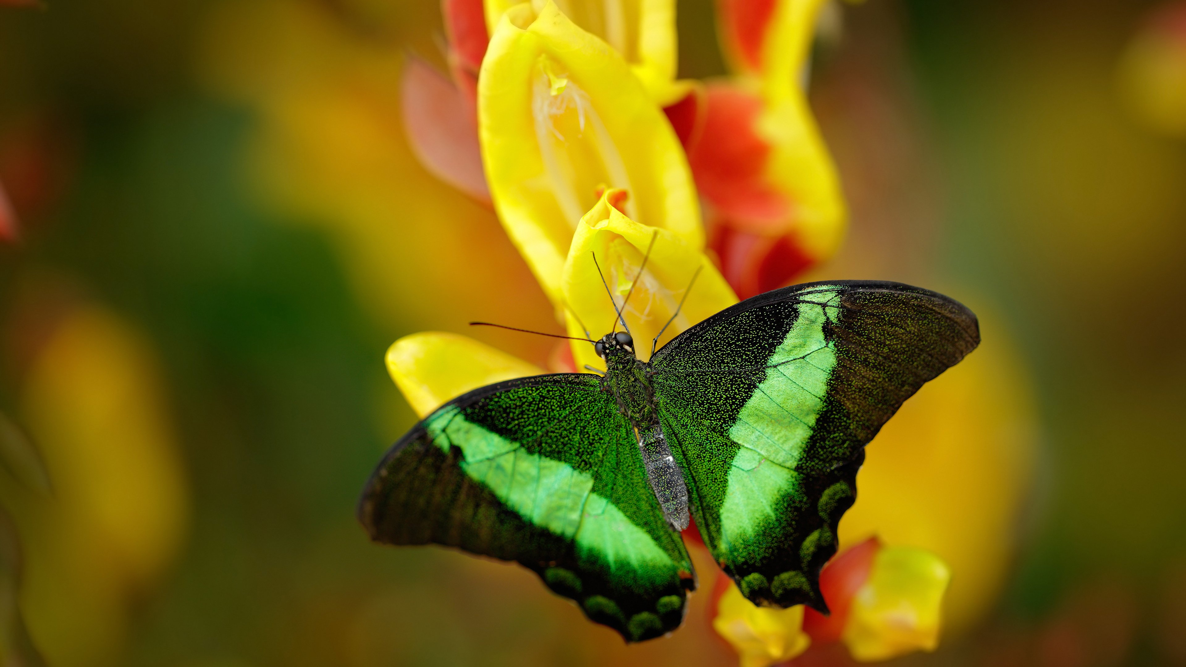 黑夜中的铁闸与绝境之光，布雷默爆发，厄瓜多尔决胜局带走哥斯达黎加