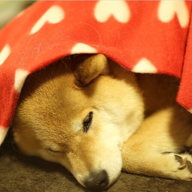 北境极光降临阿兹特克，哈兰德的三道闪电撕裂世界杯之夜