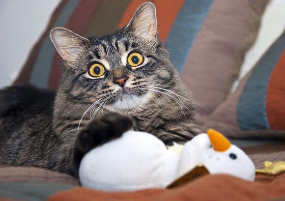 橙色风暴吞噬红魔，赖斯铁闸一锤定音成关键先生