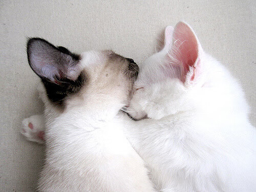 托尼·科巴内，在绿茵棋盘上，他以一记思想进球瓦解了阿尔及利亚的沙漠风暴